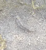 Salt Creek Pupfish, photographed in California