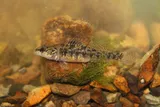 Slabrock Darter, photographed in Tennessee