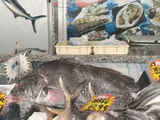 Black Drum, photographed in Rio de Janeiro