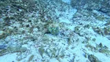 Queen Triggerfish, photographed in Quintana Roo