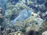 Orange Filefish, photographed in Islas de la Bahía