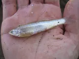Rio Grande Silvery Minnow, photographed in New Mexico