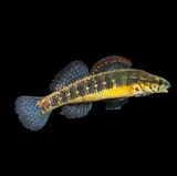 Pinewoods Darter, photographed in North Carolina