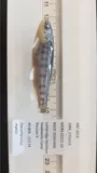 Apache Trout, photographed in Alberta