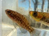 Everglades Pygmy Sunfish, photographed in North Carolina