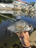 Striped Mojarra, photographed in Florida
