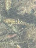 Schoolmaster Snapper, photographed in Florida