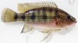 Fiveblotch Jewelfish, photographed in North-West