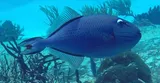 Sargassum Triggerfish, photographed in Quintana Roo