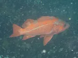 Vermilion Rockfish, photographed in British Columbia