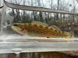 Redspot Darter, photographed in Mississippi