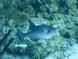 Ocean Triggerfish, photographed in West Bay