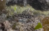 Crested Goby, photographed in Florida