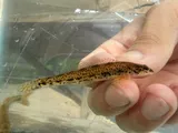Glassy Darter, photographed in Virginia