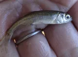 Lahontan Redside, photographed in California