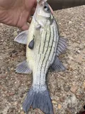 Yellow Bass, photographed in Texas