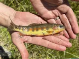 Golden Trout, photographed in California