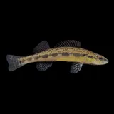 Blackside Darter, photographed in Ohio