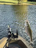 Skipjack Shad, photographed in Alabama