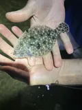 Gulf Flounder, photographed in Florida