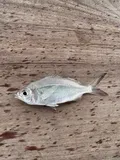 Silver Jenny, photographed in Florida