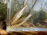 Longjaw Minnow, photographed in Alabama