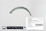 Silver Lamprey, photographed in Minnesota