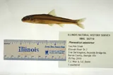 Riffle Minnow, photographed in Georgia