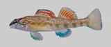 Coosa Darter, photographed in Georgia