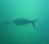 American Shad, photographed in Oregon