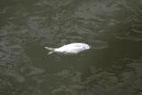 Threadfin Shad, photographed in Tennessee