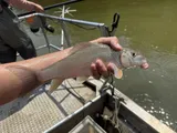 Silver Redhorse, photographed in Ohio