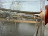 Silverjaw Minnow, photographed in Kentucky