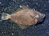Arctic Flounder, photographed in Alaska