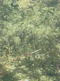 Cyprinodon eremus, photographed in Arizona