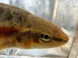 Western Blacknose Dace, photographed in Ohio
