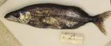 American Sackfish