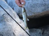 Northern Pikeminnow, photographed in Oregon