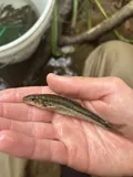 Fatlips Minnow, photographed in North Carolina