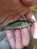 Tallapoosa Bass, photographed in Alabama