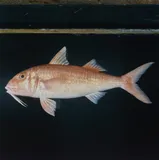 Rosy Goatfish