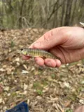 Logperch, photographed in Alabama