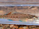 Tallapoosa Darter, photographed in Alabama
