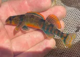 Kanawha Darter, photographed in Virginia
