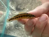 Roanoke Darter, photographed in Virginia