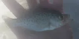 Black Crappie, photographed in Michigan