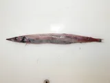 Duckbill Barracudina