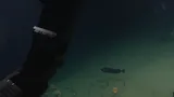 Pacific Flatnose