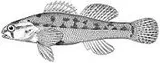 Arkansas Darter, photographed in Missouri
