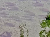 Nile Tilapia, photographed in Florida